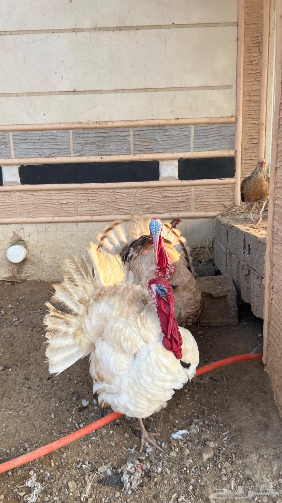 Turkey chicken, product condition63510827267969111