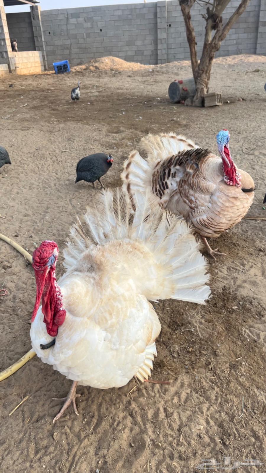 Turkey chicken, product condition63510827267969112