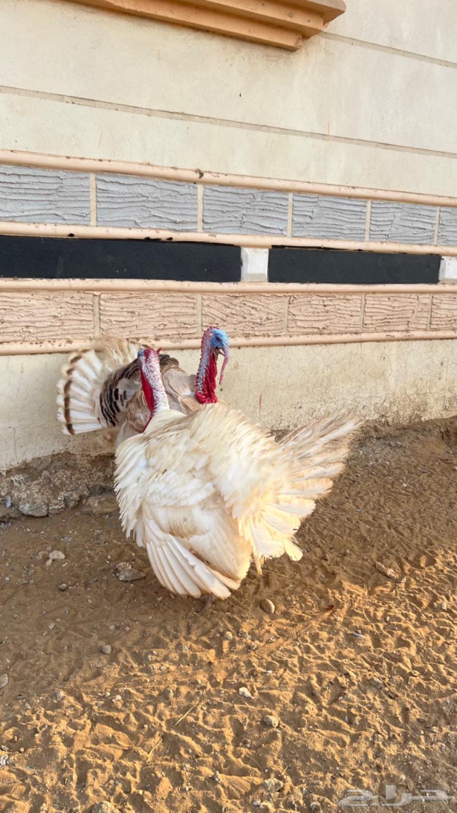 Turkey chicken, product condition63510827267969114