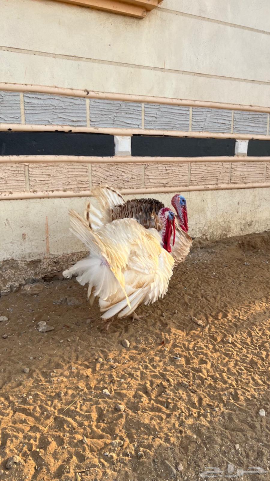 Turkey chicken, product condition63510827267969113
