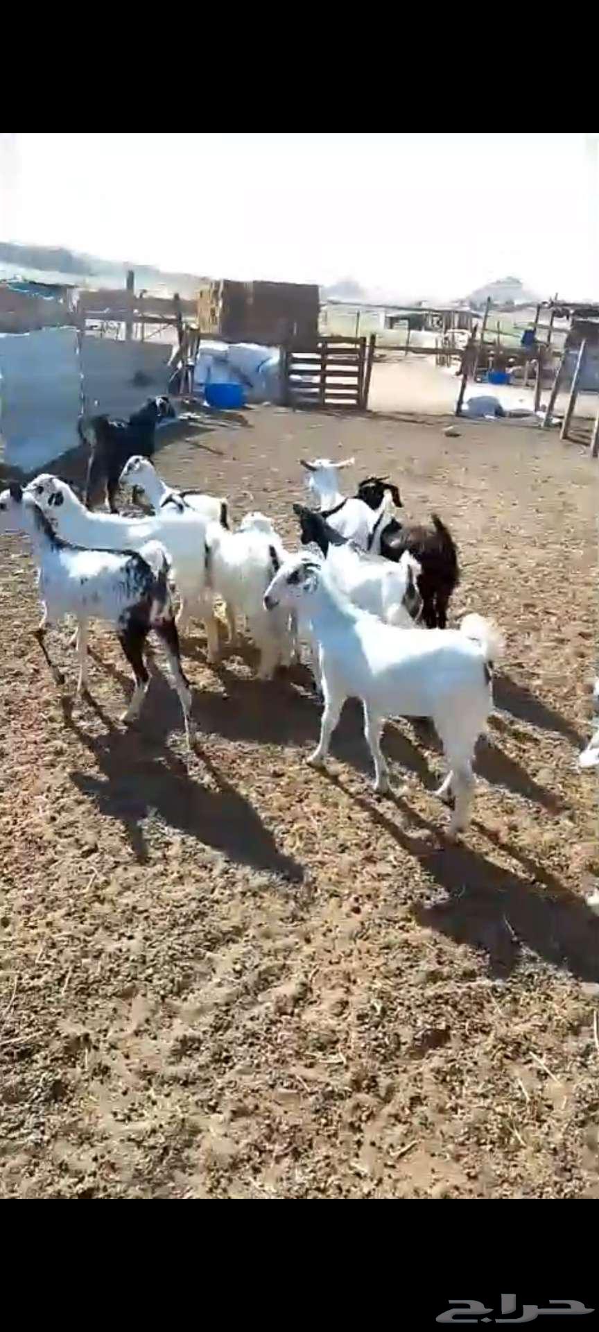 Fat. Goats and breeding pens63178653026177114