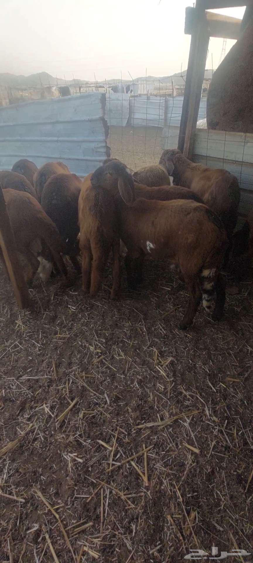 Fat. Goats and breeding pens63178653026177113