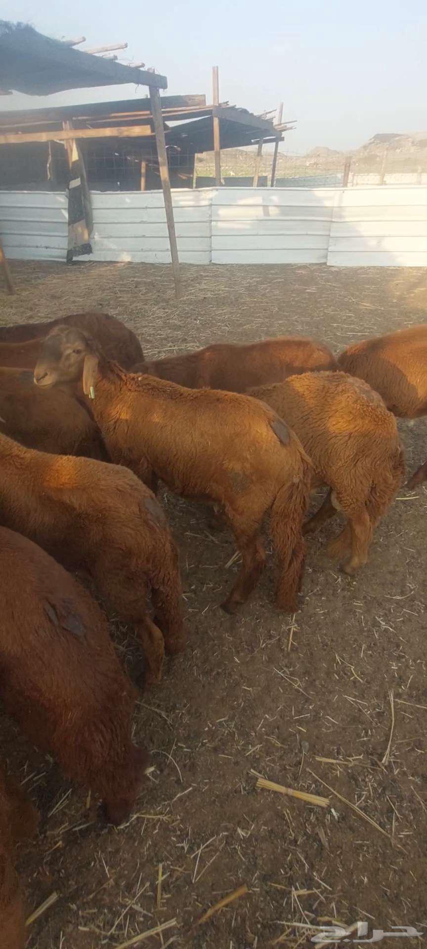 Fat. Goats and breeding pens63178653026177112