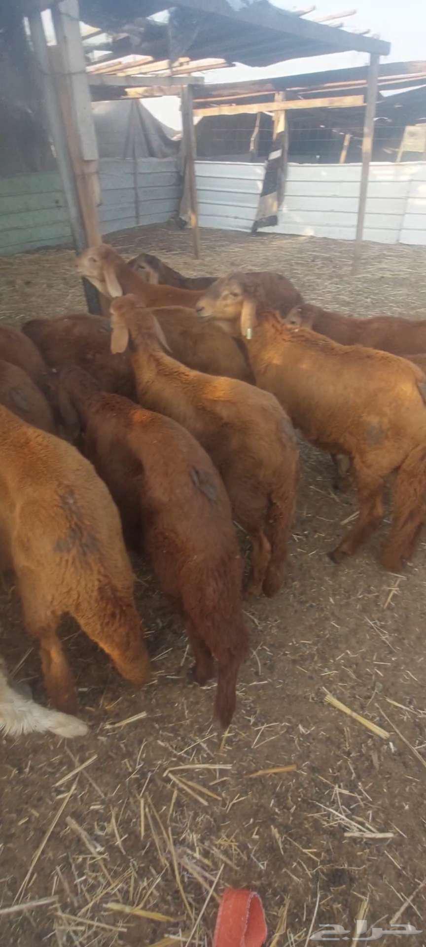 Fat. Goats and breeding pens63178653026177111
