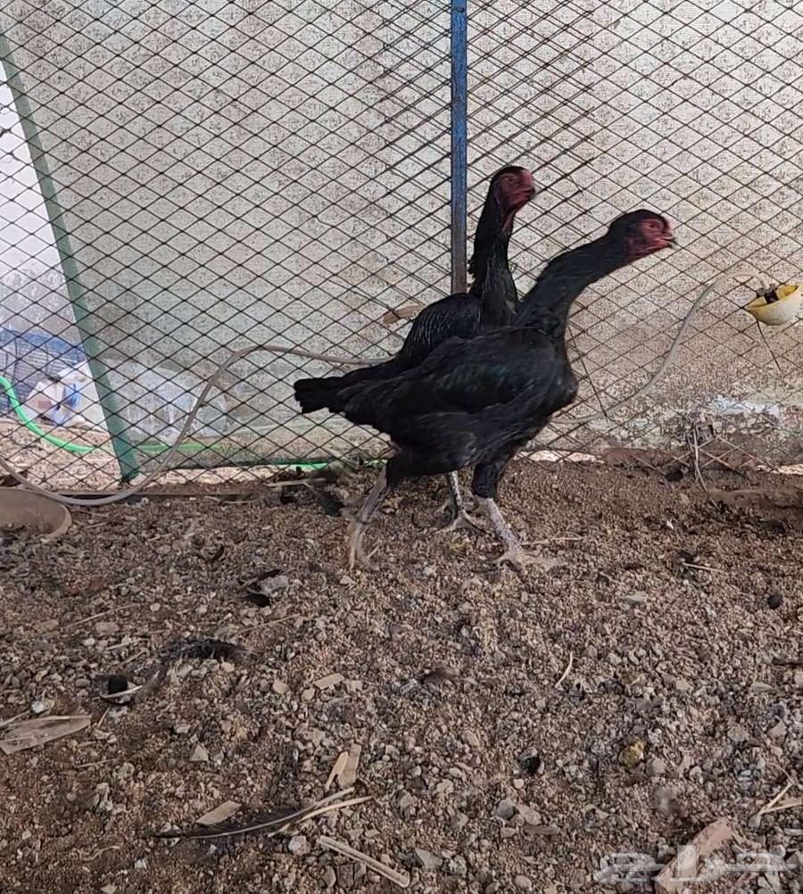 (Sold) Two German Shamo roosters, vibrating63178649226115112