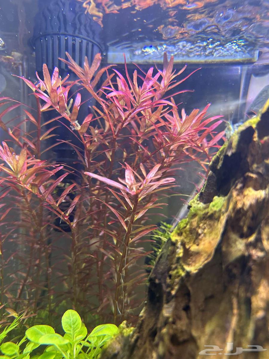 نبات Rotala Rotundifolia Blood red المائي63178653171587111