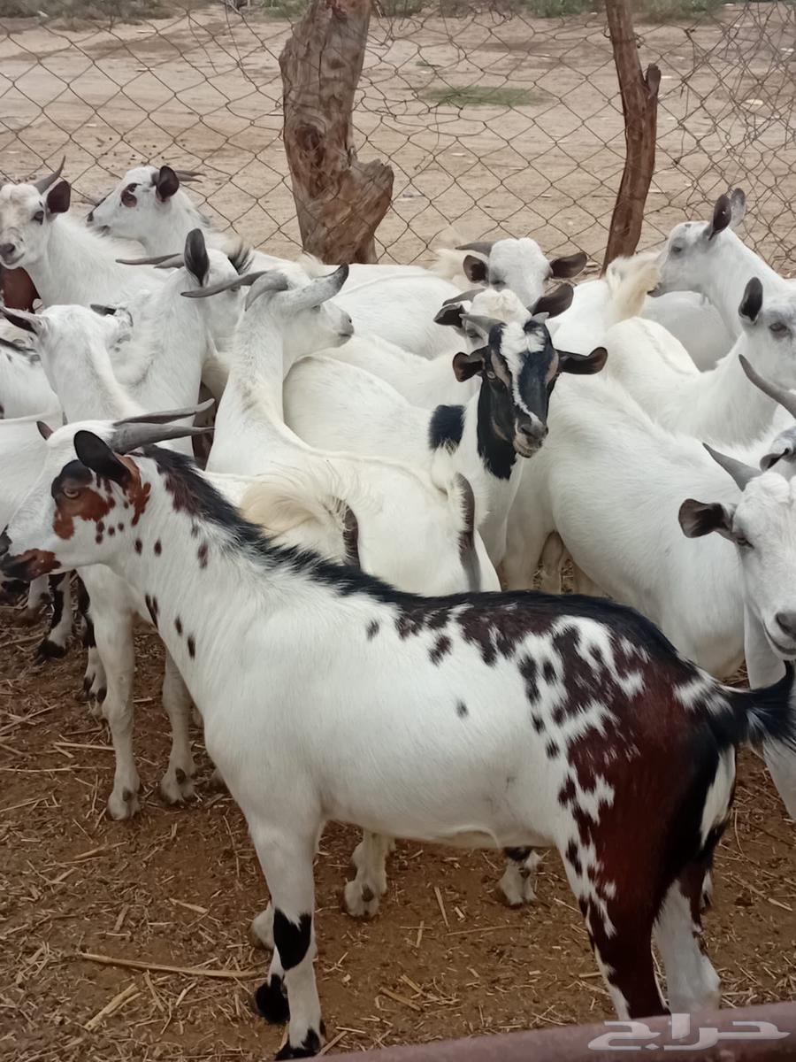 Goats raised for meat and fat, refrigerator for the holy month of Ramadan63176867165953112