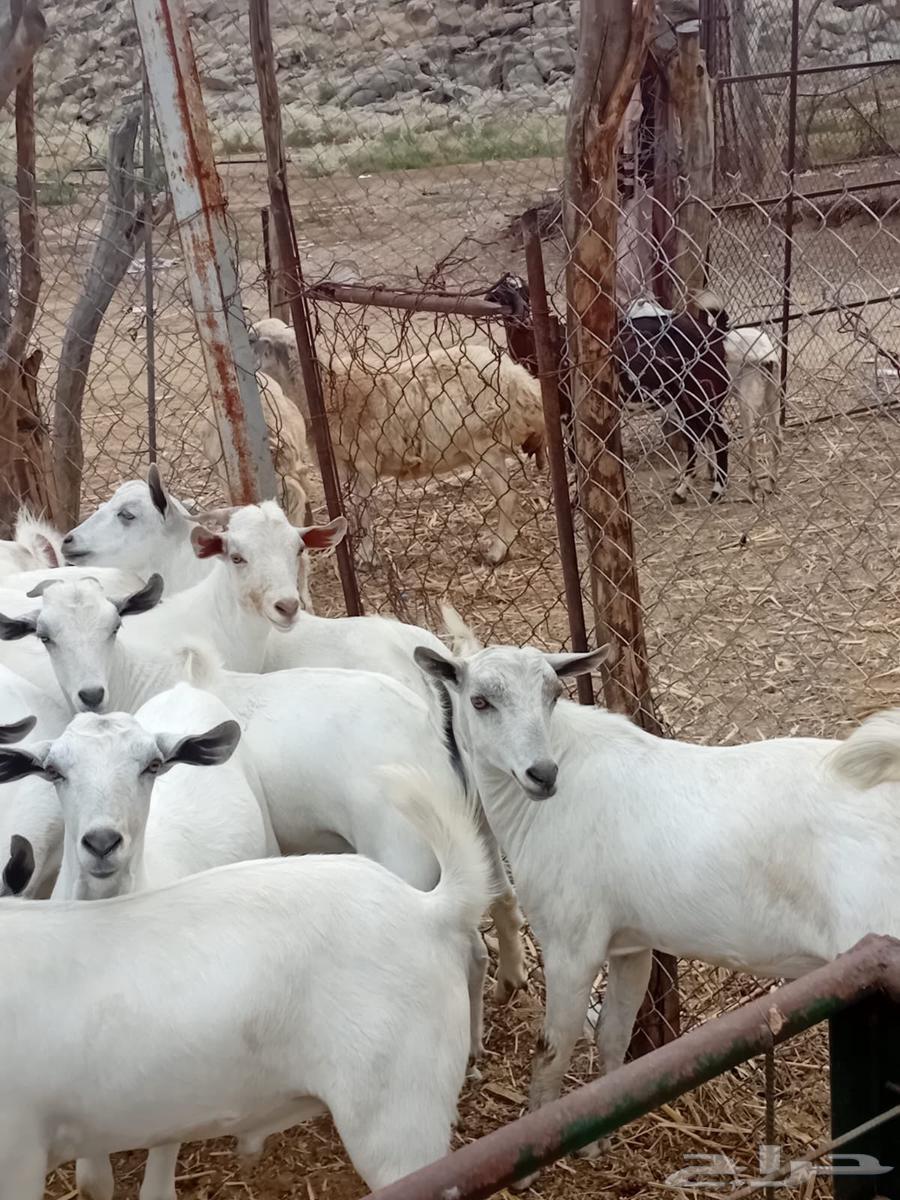 Goats raised for meat and fat, refrigerator for the holy month of Ramadan631768671659531111