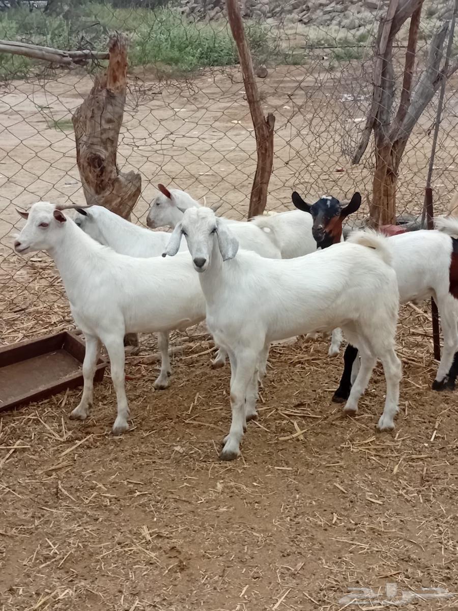 Goats raised for meat and fat, refrigerator for the holy month of Ramadan63176867165953111