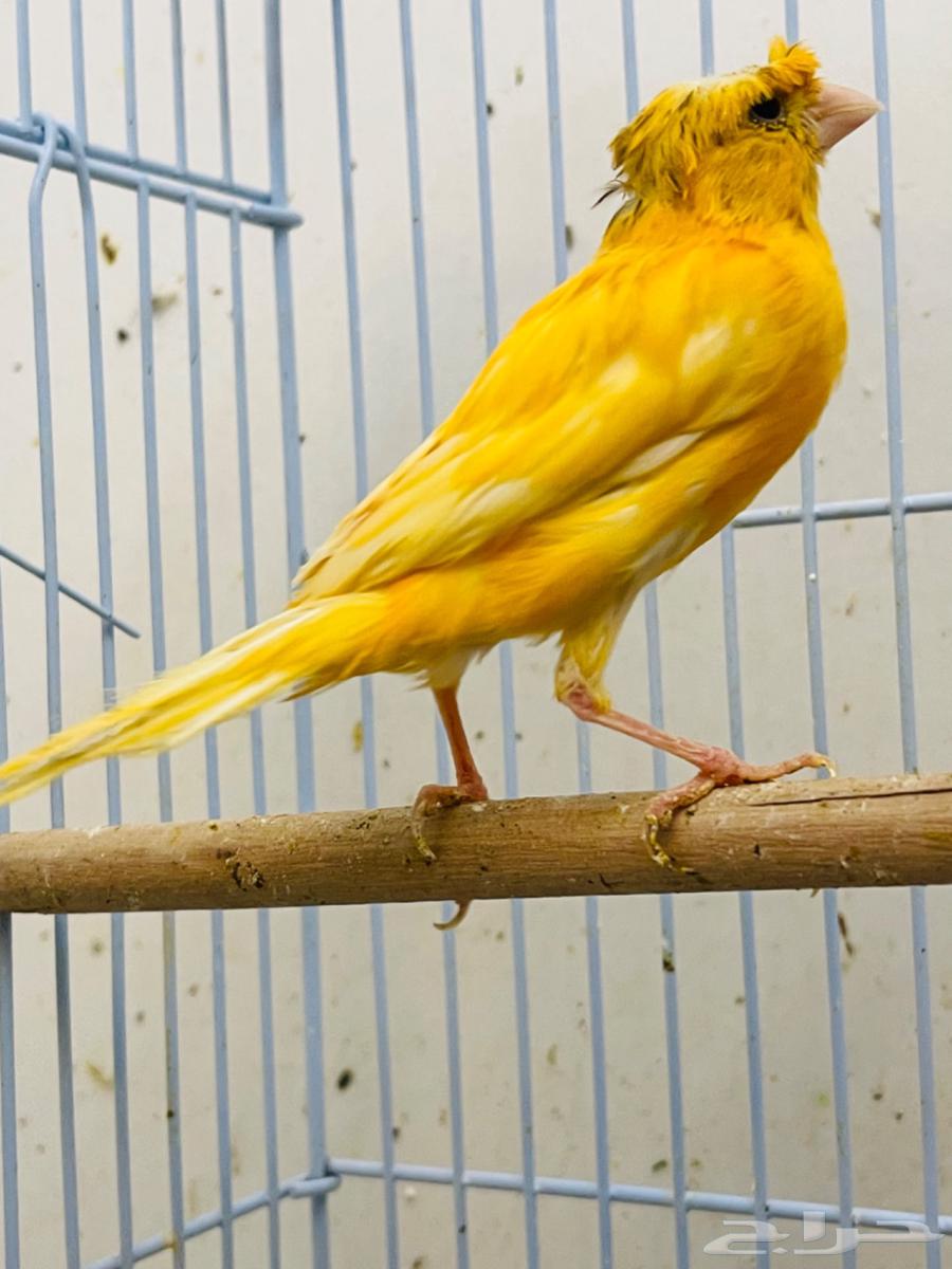 جوز كناري منتج63177692223875111