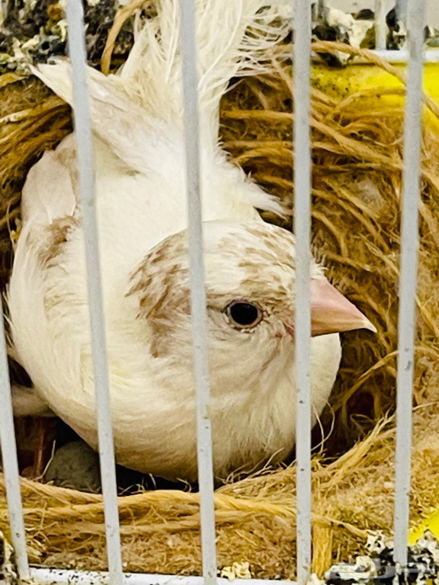 جوز كناري منتج63177692223875114
