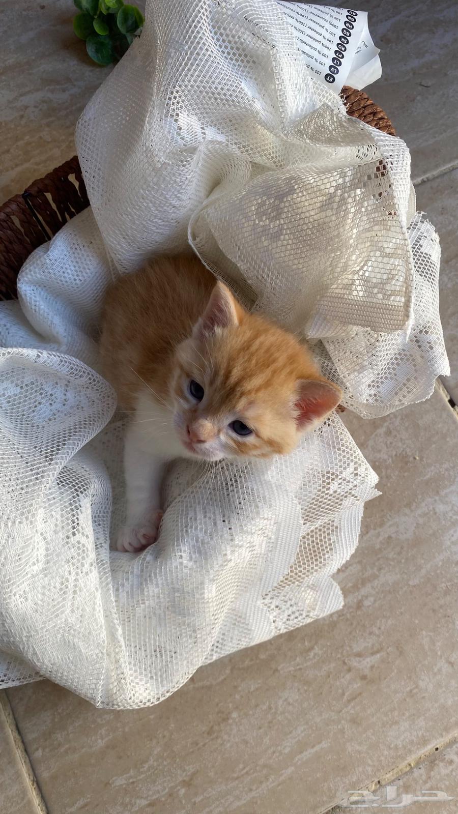 A female cat for sale63177332565122112