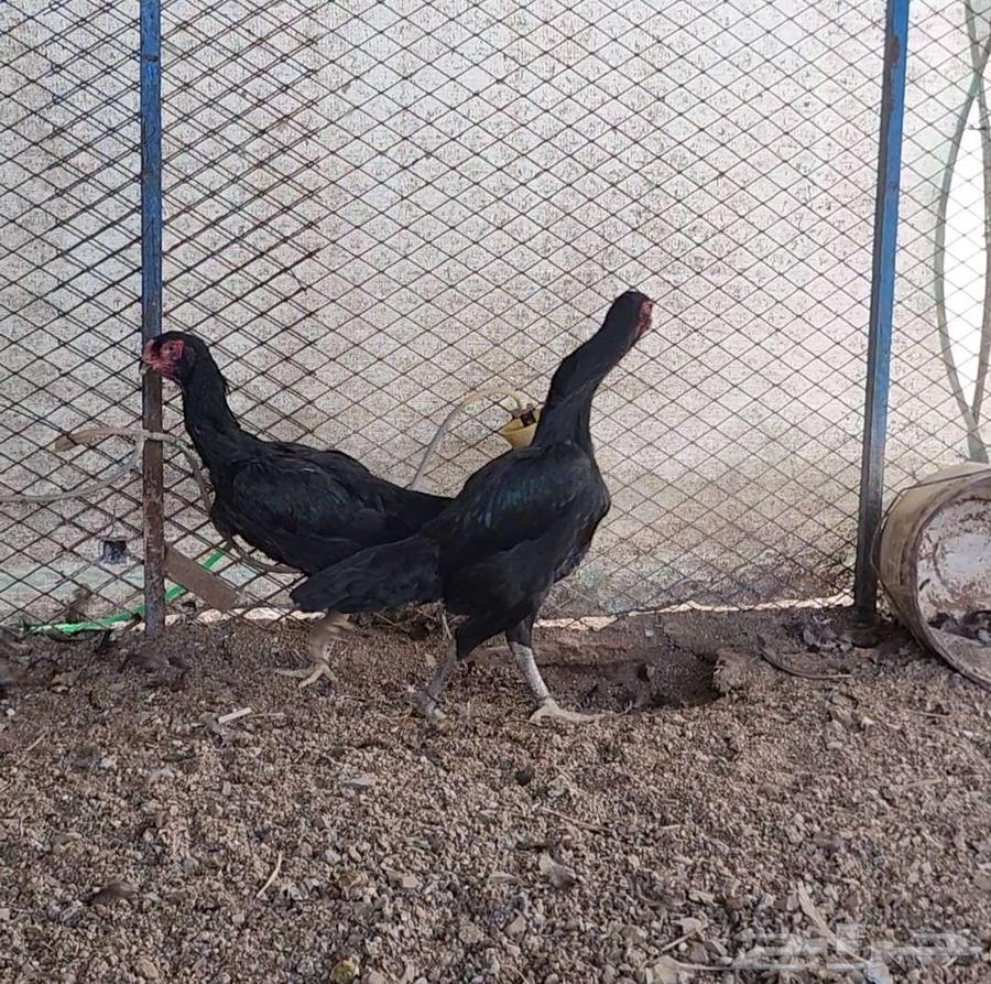 (Sold) Two German Shamo roosters, vibrating63178649226115113