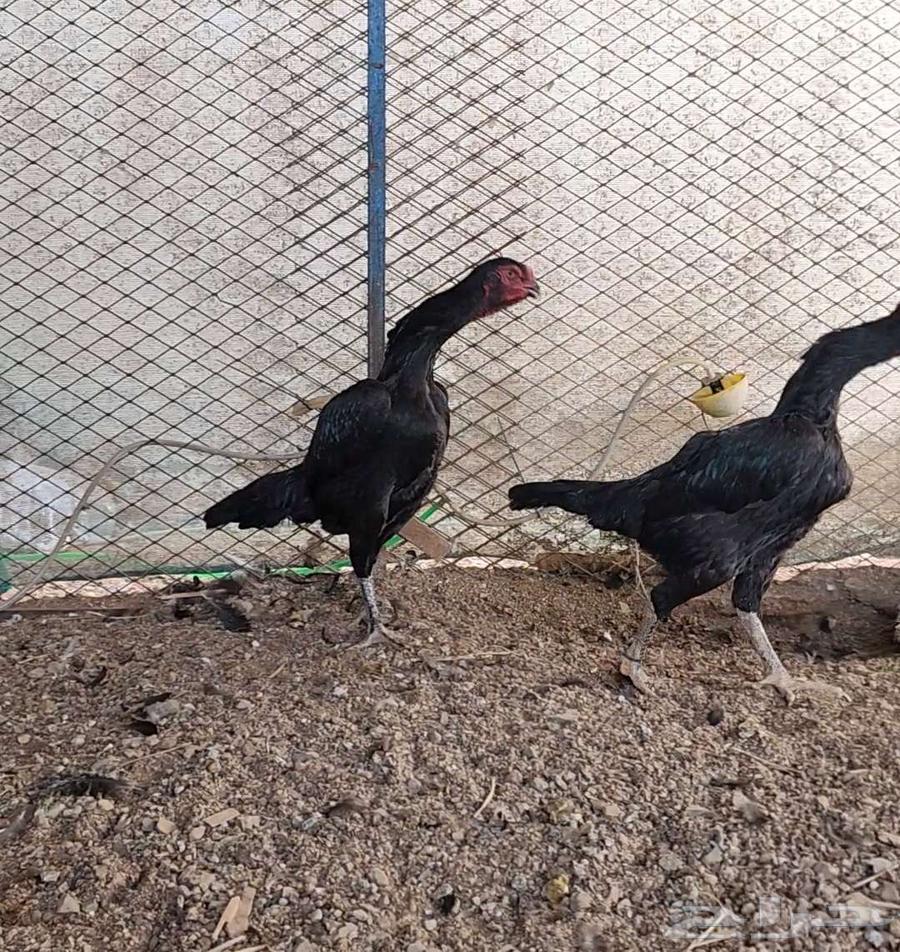 (Sold) Two German Shamo roosters, vibrating63178649226115111