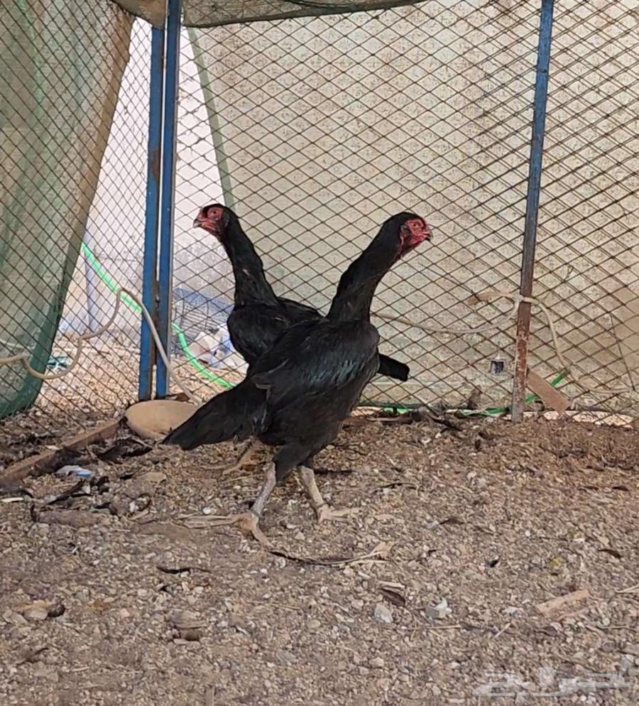 (Sold) Two German Shamo roosters, vibrating63178649226115114