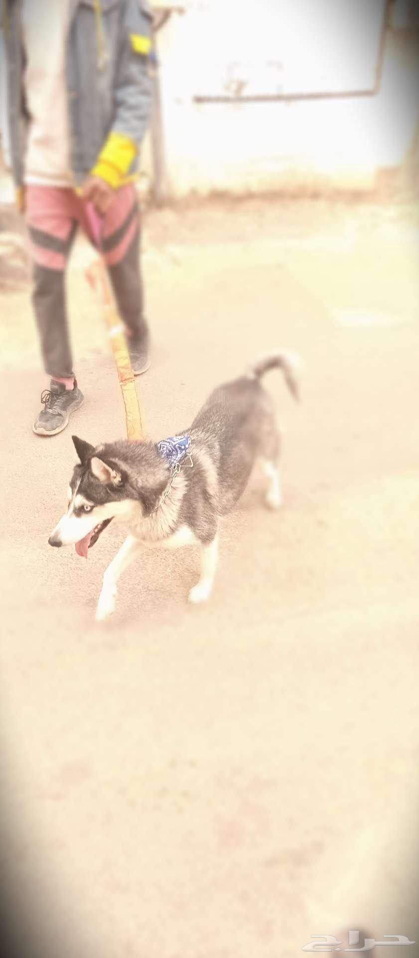 Husky for sale63175012529667112