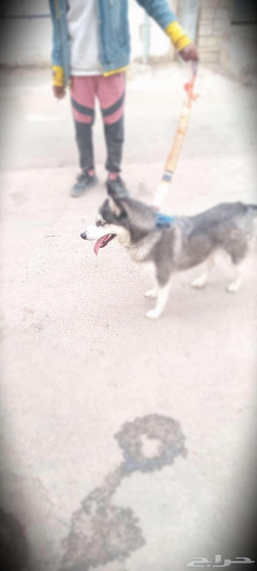 Husky for sale63175012529667111