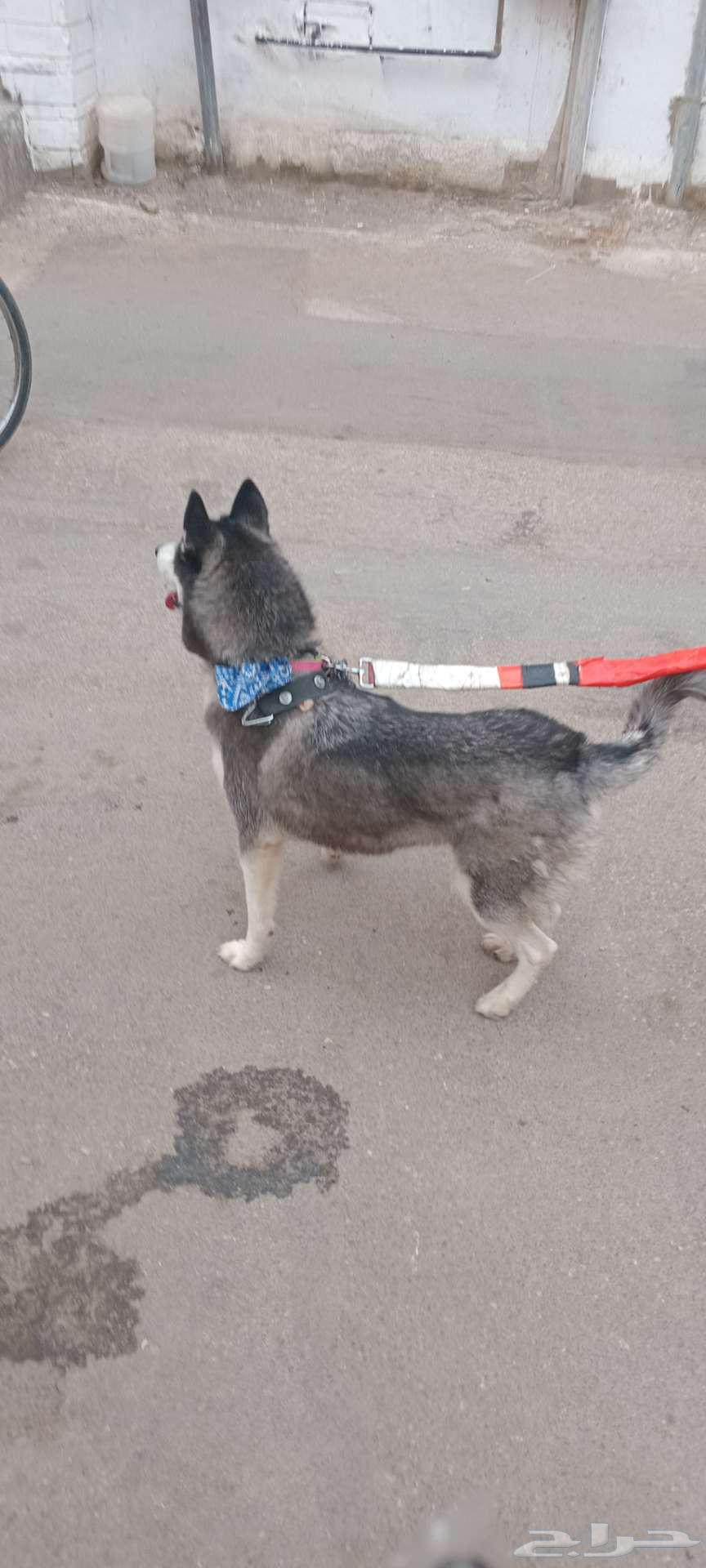 Husky for sale63175012529667113