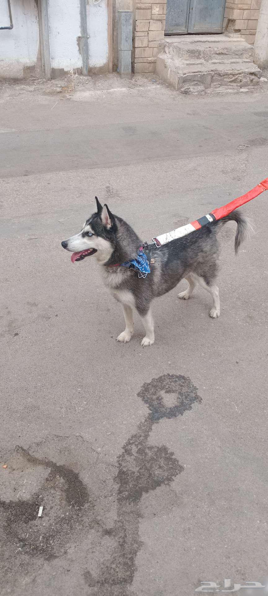 Husky for sale63175012529667115