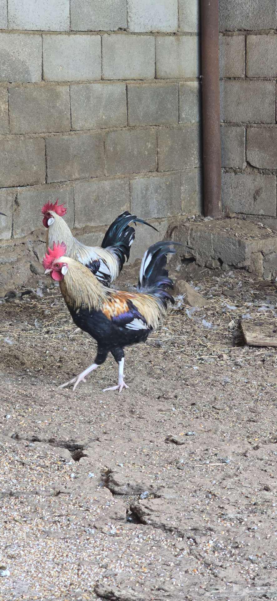 Rooster for sale 263175039888385111