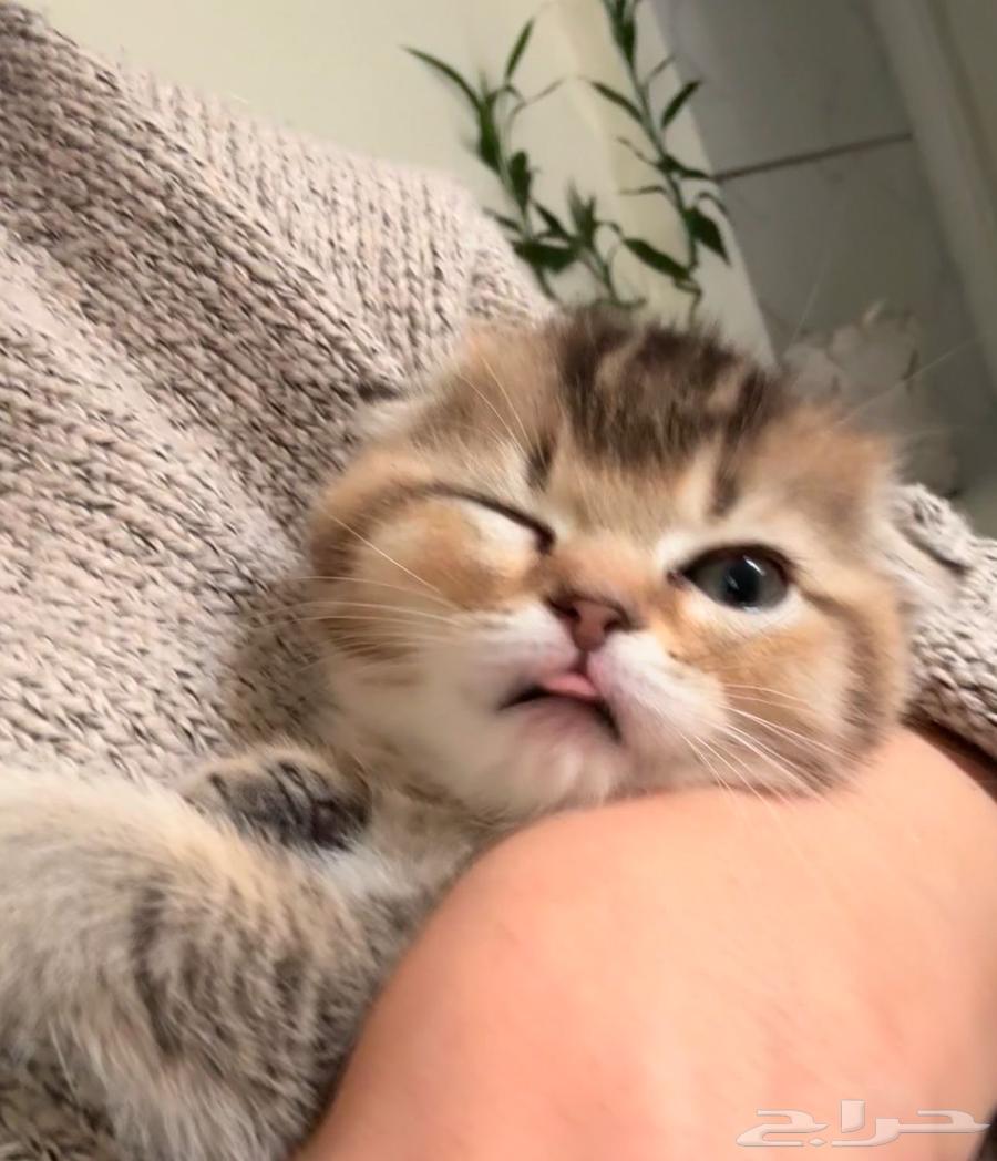 Scotch Fold Pure Kitten Girls63175031904515113