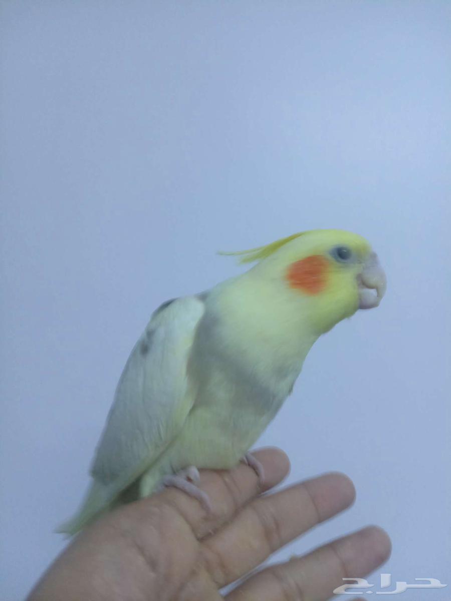 كروان اليف وهدد هيفي بايد نهايه غر631763783856661116