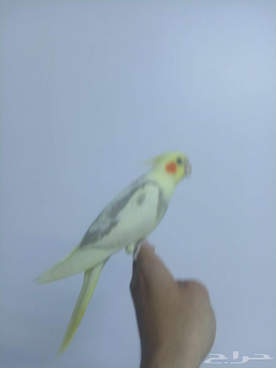 كروان اليف وهدد هيفي بايد نهايه غر63176378385666112
