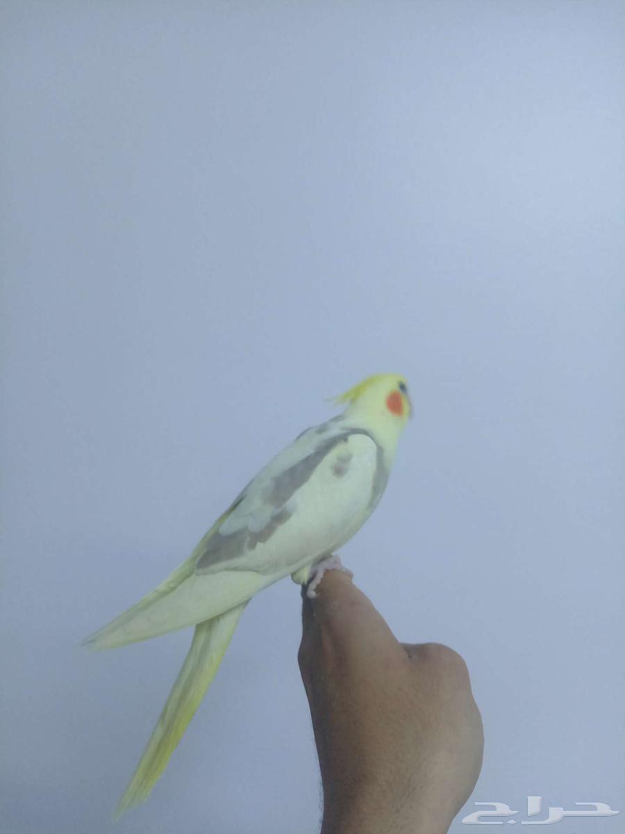 كروان اليف وهدد هيفي بايد نهايه غر63176378385666111