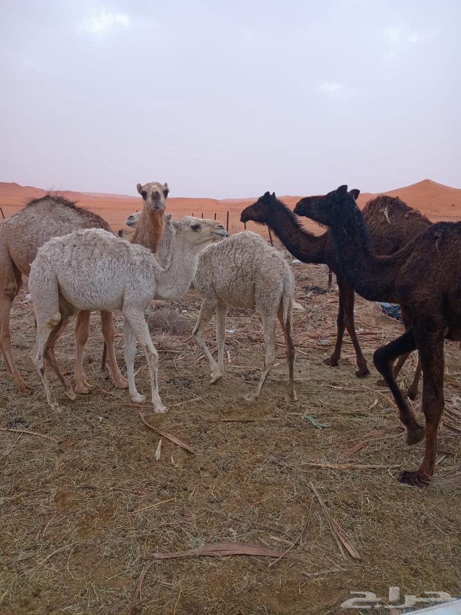 للبيع بكرات وقعود من مزارعنا631754721875231120