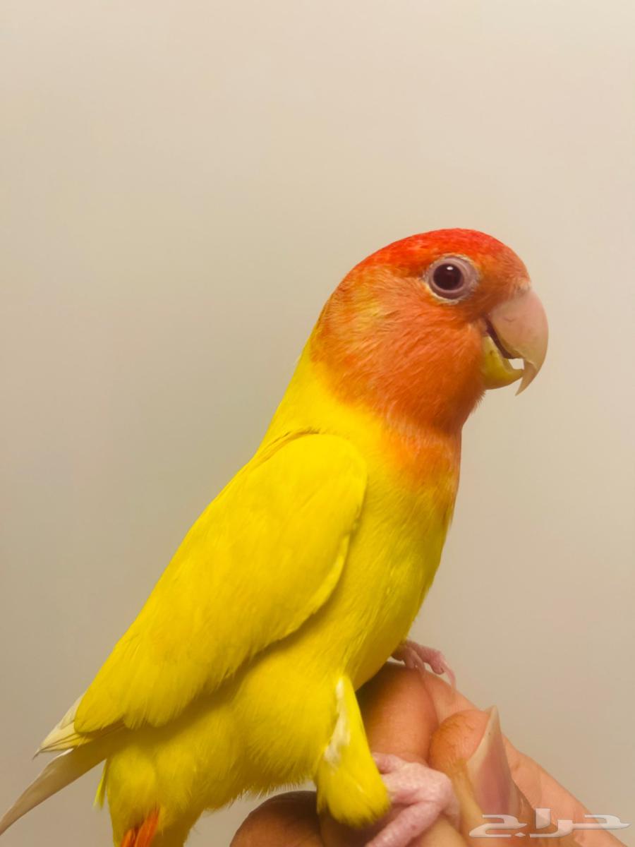 روز هولندي631750157465621121