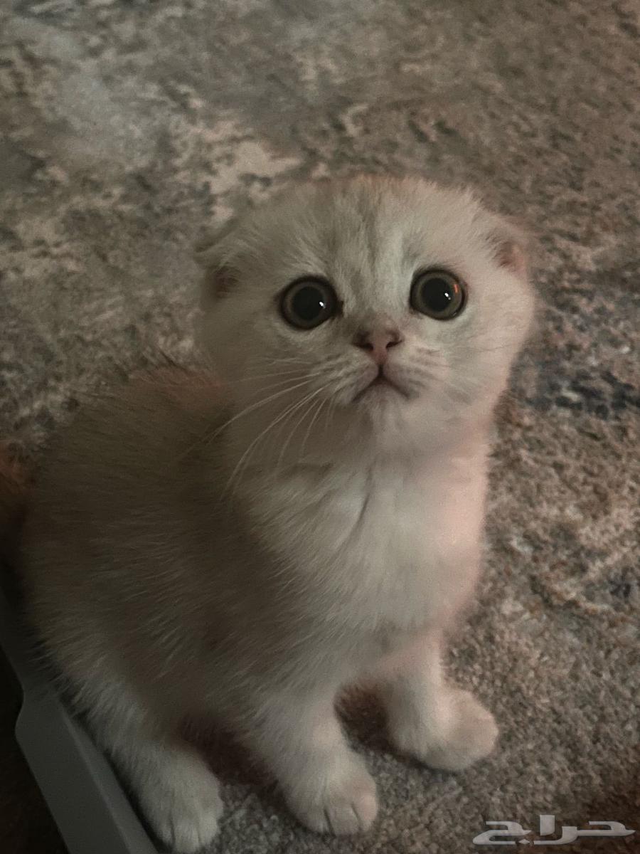 Scotch Fold Pure Kitten Girls63175031904515114