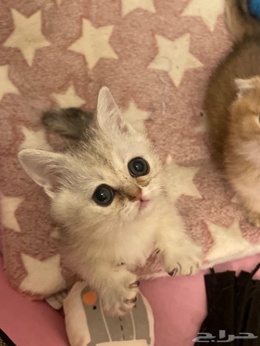 Scotch Street, two months old63173244375427113
