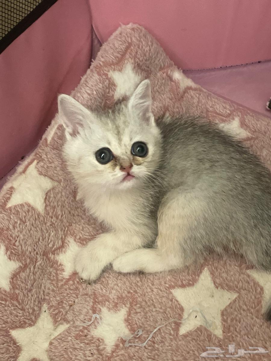 Scotch Street, two months old63173244375427114
