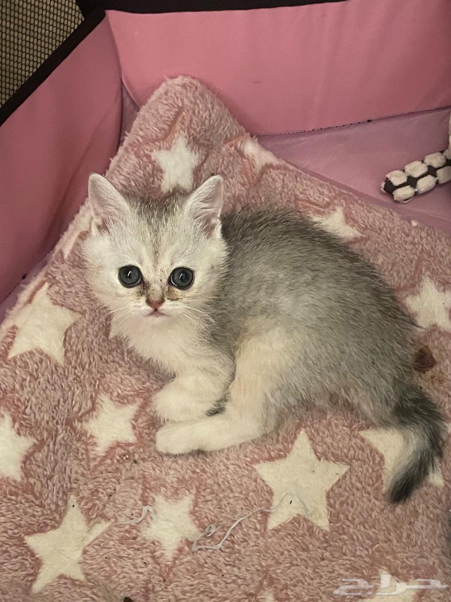 Scotch Street, two months old63173244375427112