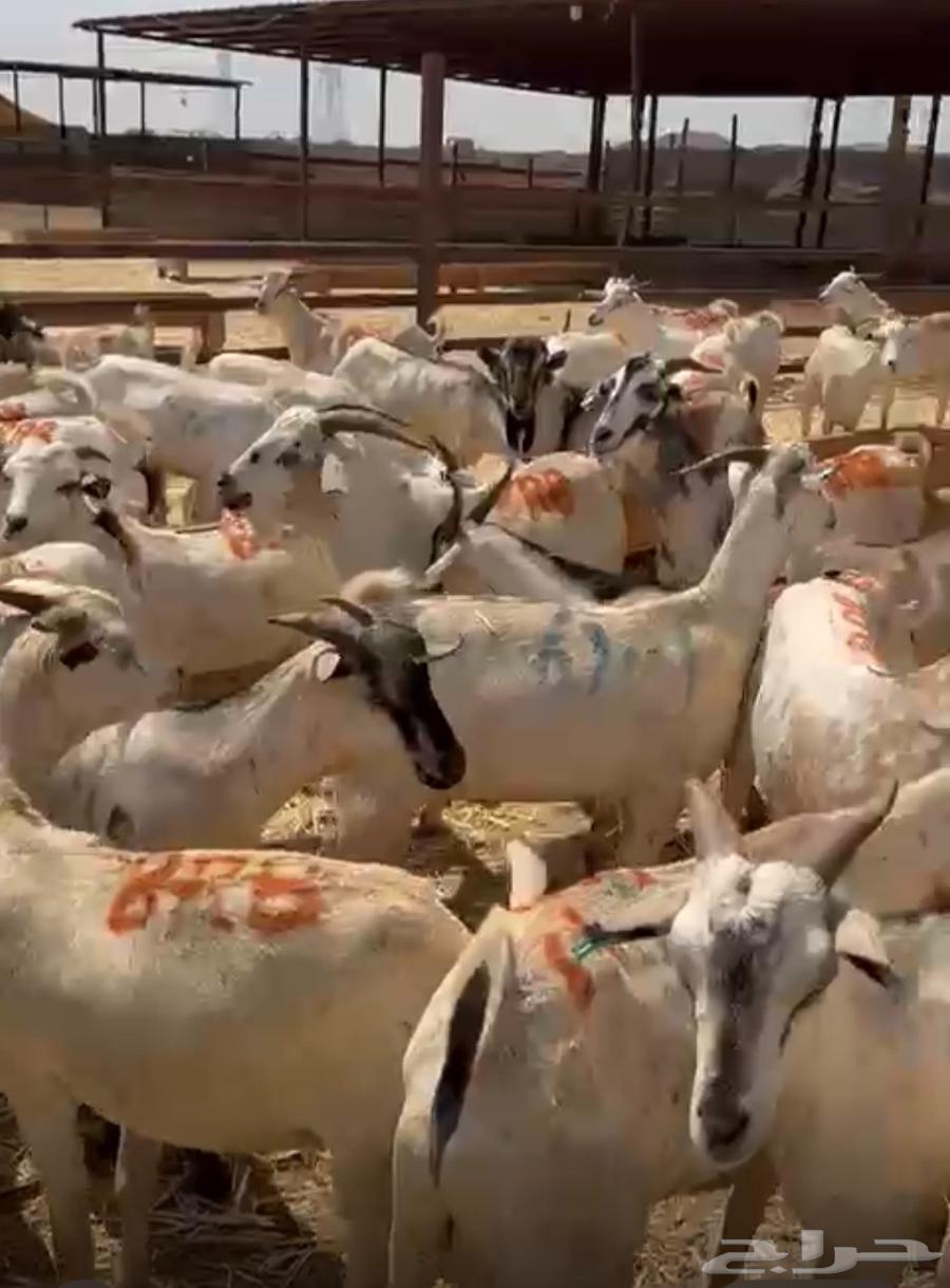 تيس بربرية كبيرة63175031795329112