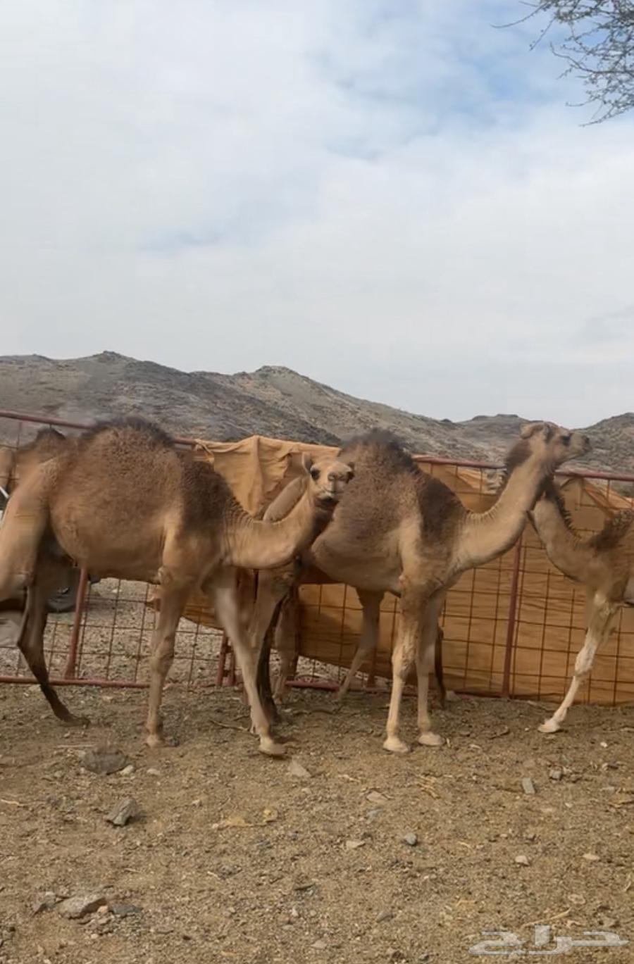 قعدان بريه63175012242946112