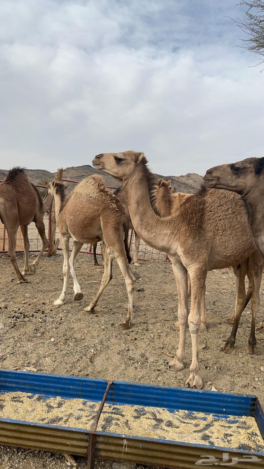 قعدان بريه63175012242946111