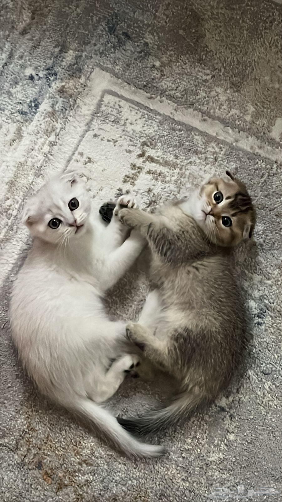 Scotch Fold Pure Kitten Girls63175031904515111
