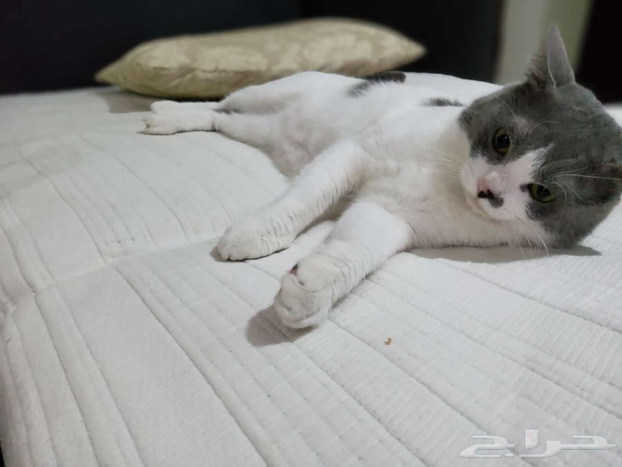 Adopt a male and a spayed female hybrid cat with all vaccinations63176401696003113