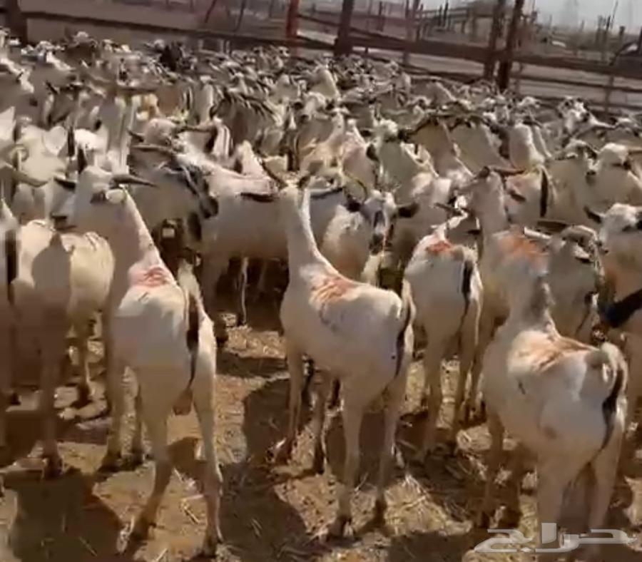 تيس بربرية كبيرة631750317953291126