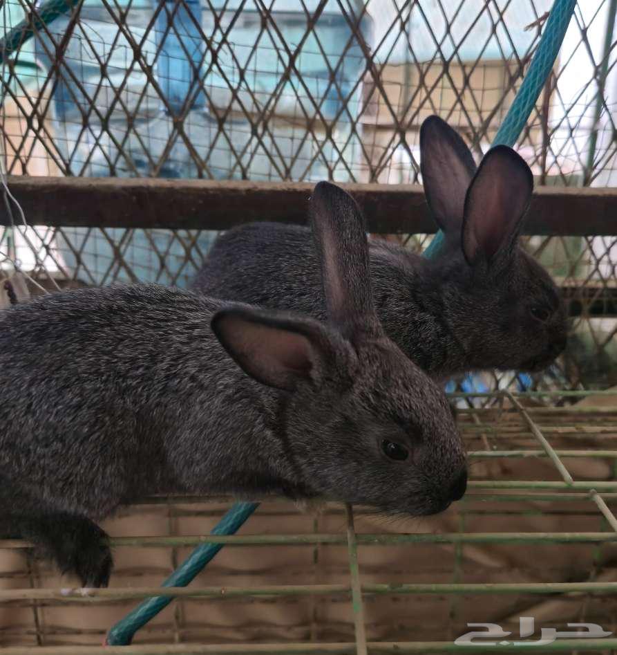 Rabbits63172861744897111