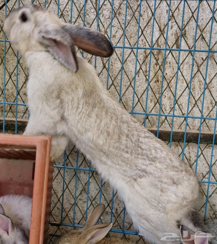 Rabbits63172861744897112