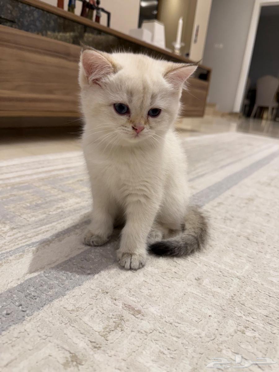 سكوتش ستريت ذكر631759556510731110