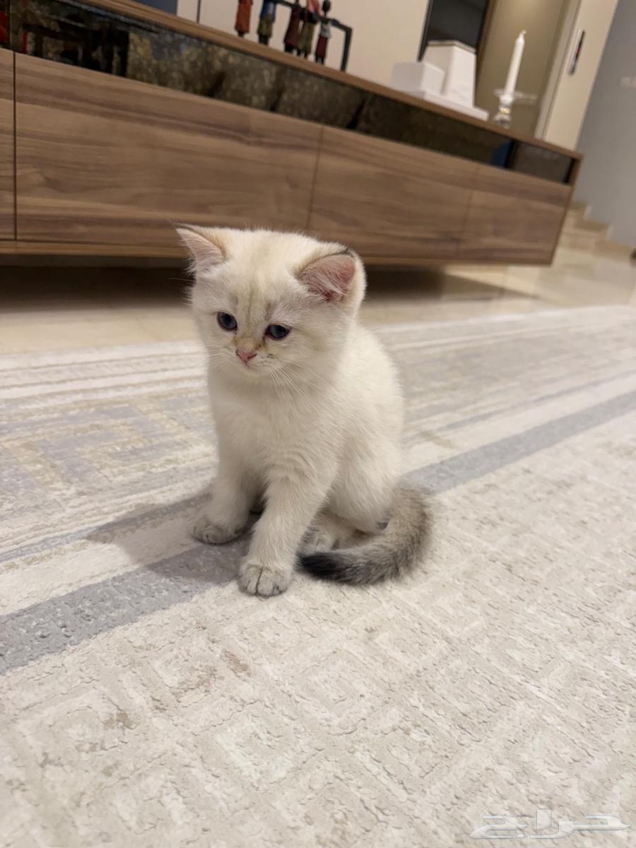سكوتش ستريت ذكر63175955651073111