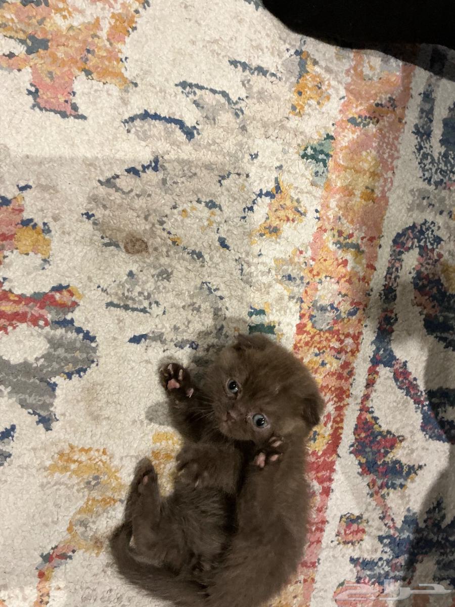 Scottish Fold63173240962179113