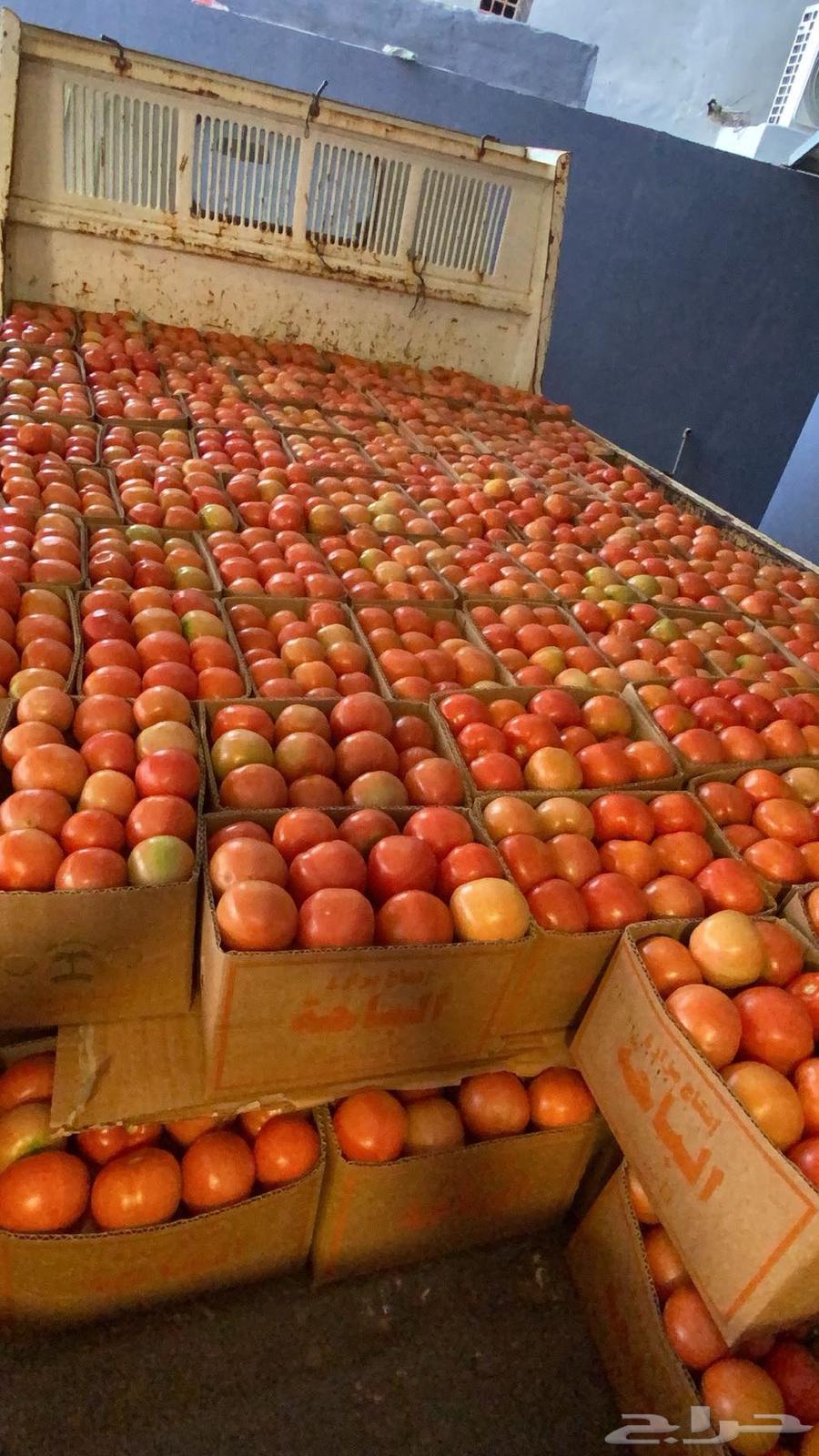 Tomato of the courtyard63175044298241111