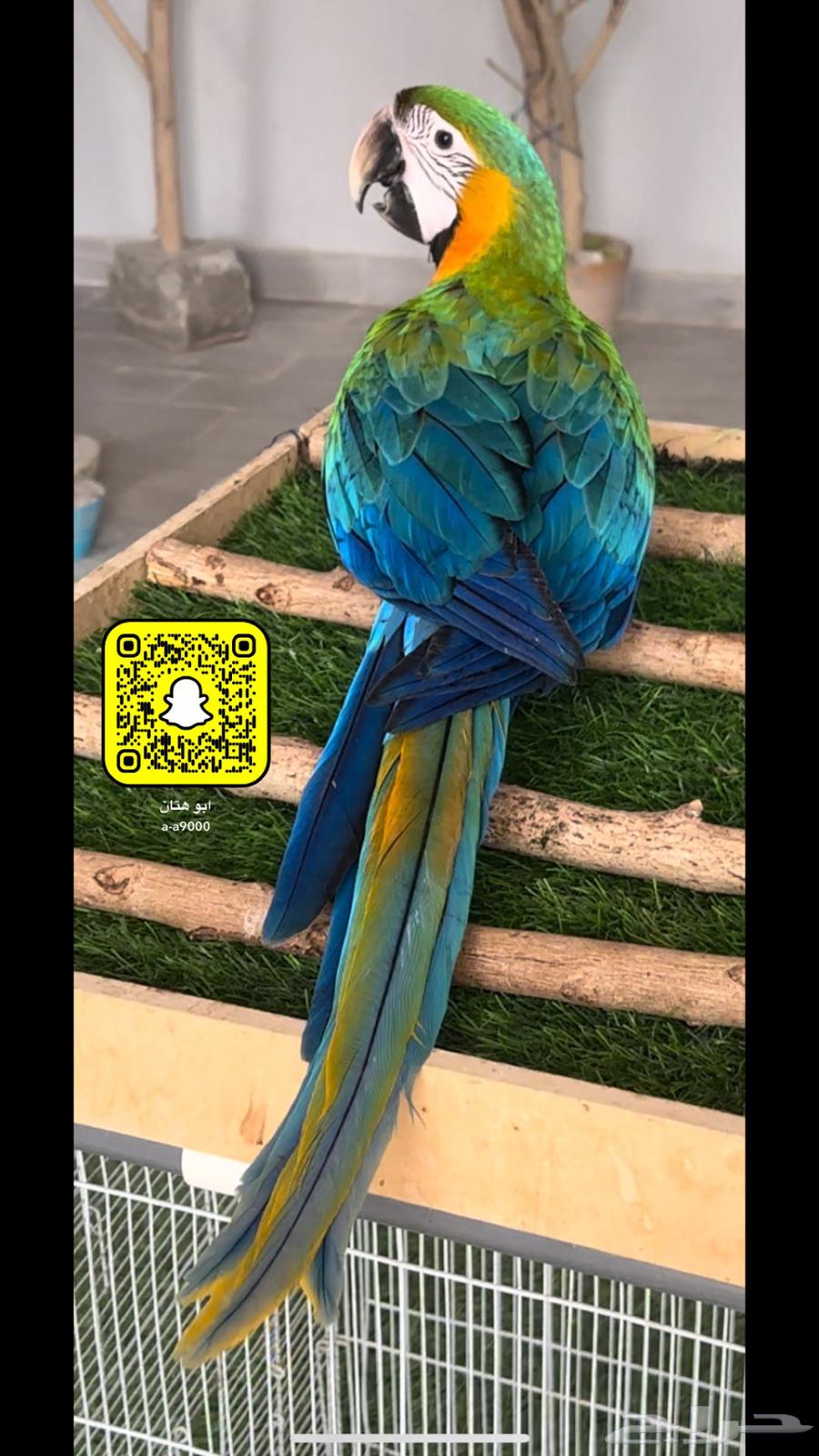مكاو كتالينا و قرين وينق63174558564737111