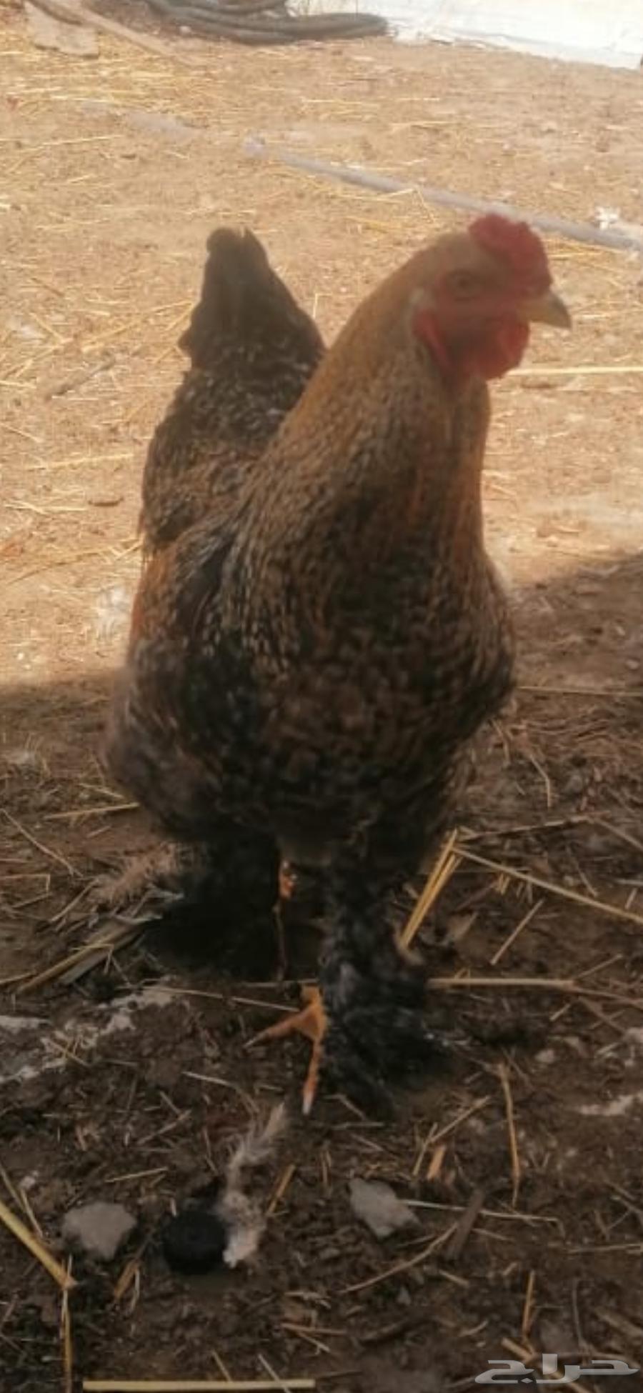 Brahma chicken63231388229251114