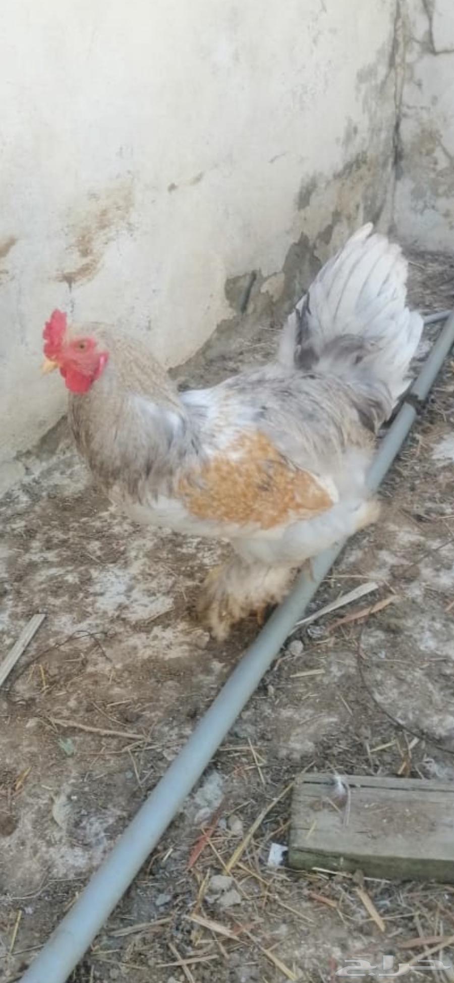 Brahma chicken63231388229251111