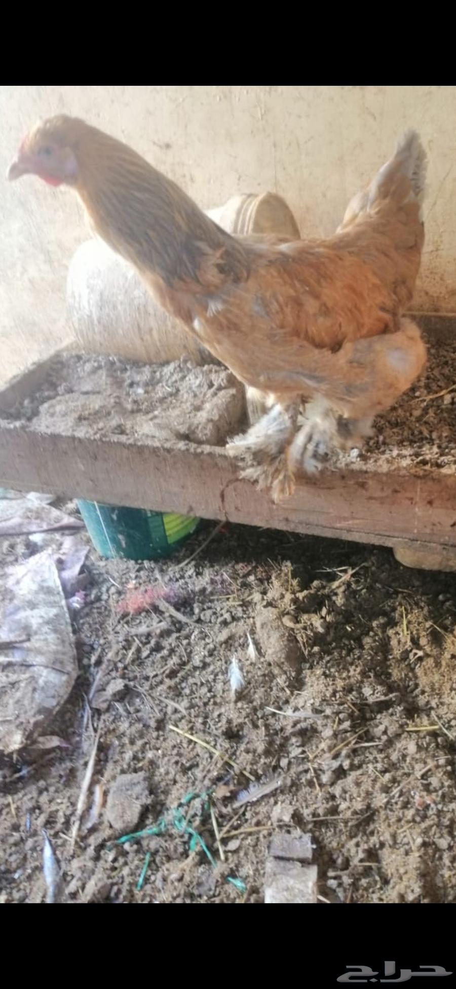 Brahma chicken63231388229251113